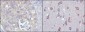 MPS1 Antibody